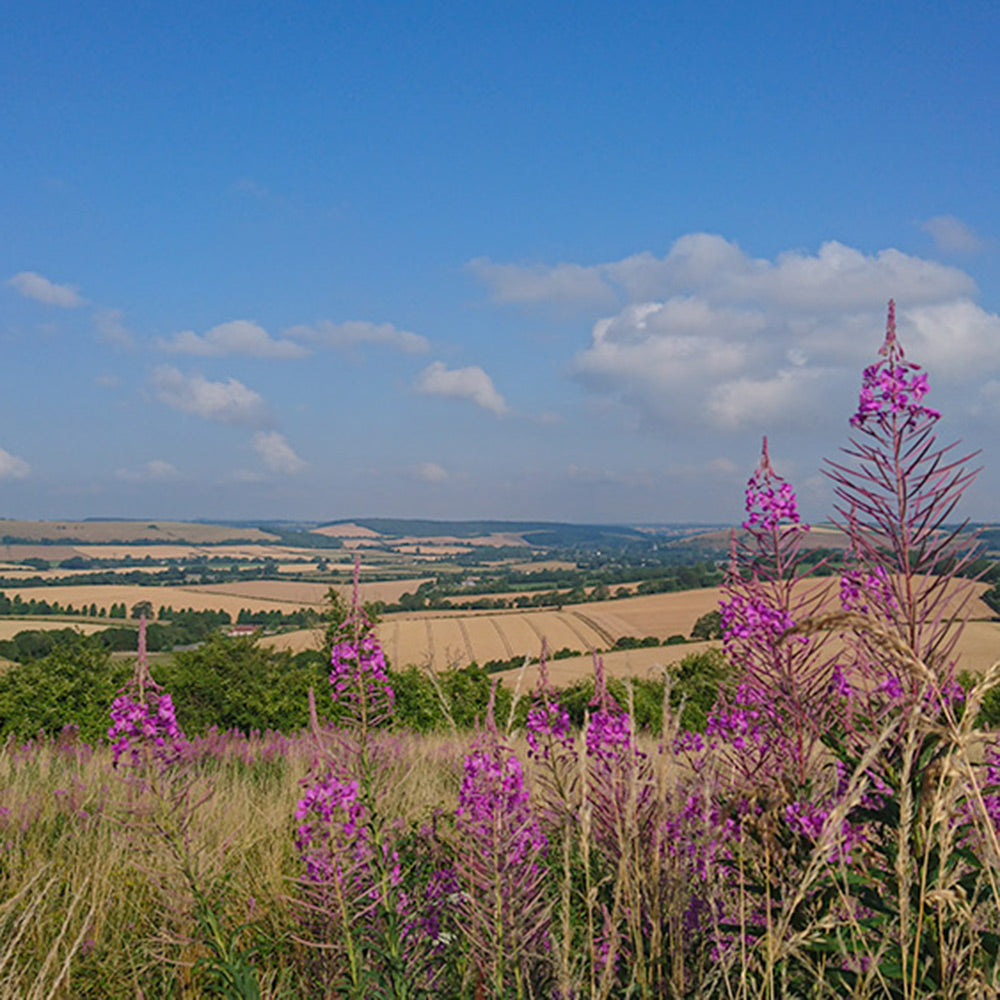visit Hampshire depicting summer in Hampshire with beautiful south downs views