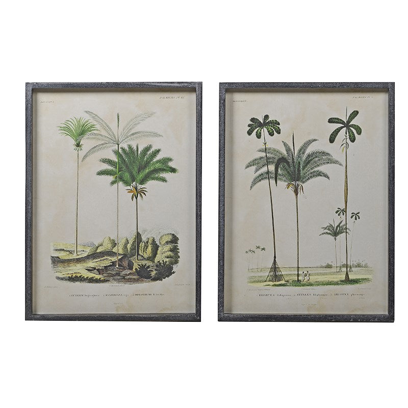 A pair of botanical prints depicting sketches of different types of palm tree and the Latin description underneath. Mounted in a varnished black frame. 